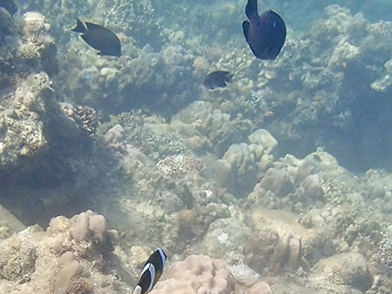 Camp Netanya Batangas - Coral reefs under water
