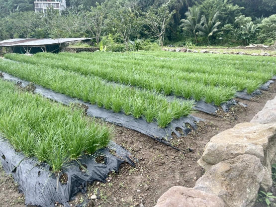 88 spa and hotspring resort laguna - Korean onion farm