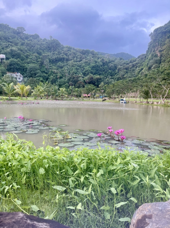 88 spa and hotspring resort laguna - Waterlilies
