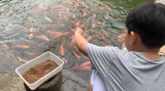 Brick Oven Cafe - fish pond fish feeding